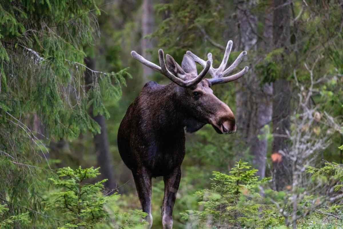 Nature of Sweden