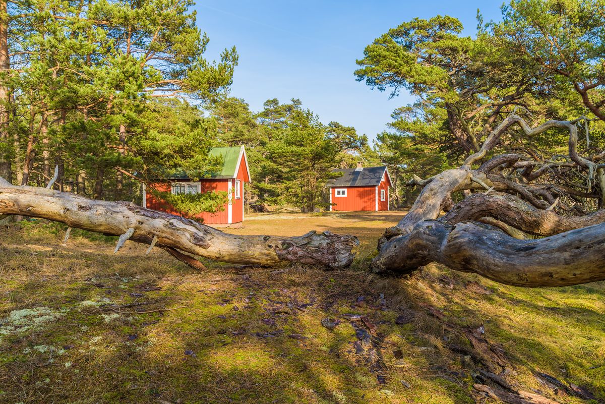 Red Swedish cabins in a pine forest framed by a fallen tree.