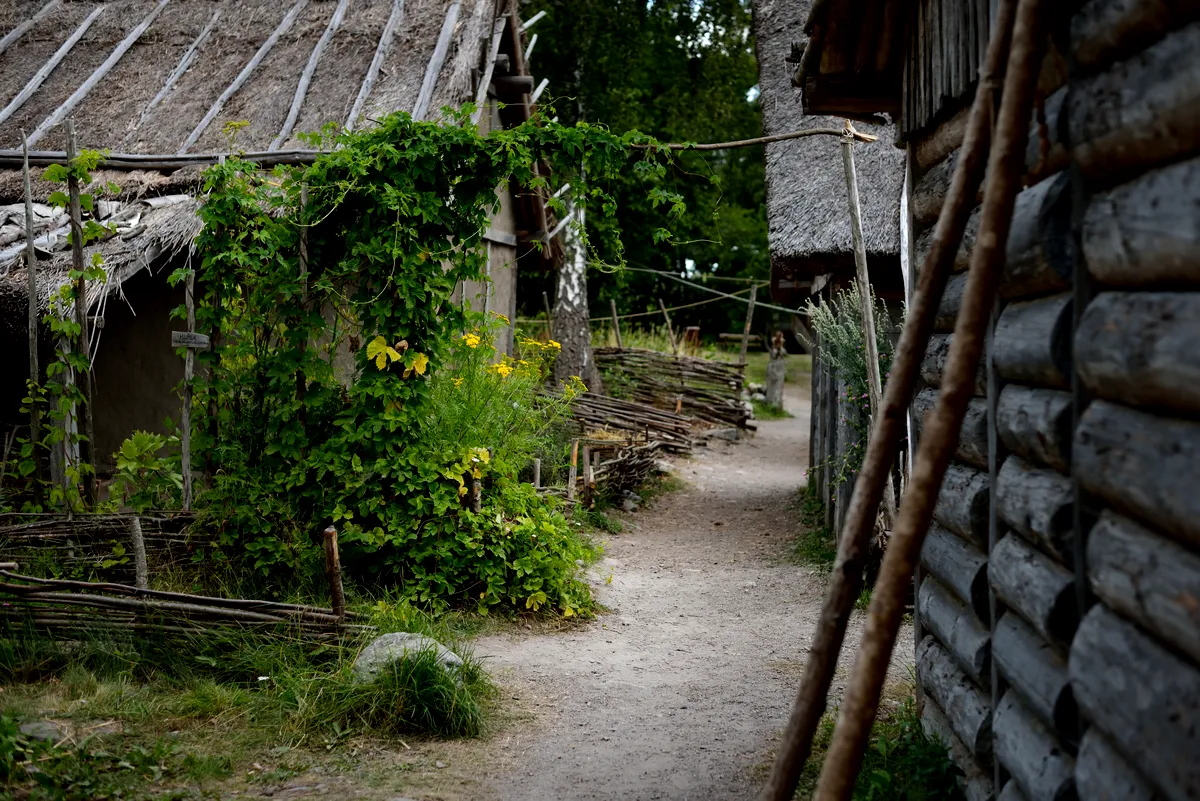 A narrow dirt path winding through a Viking village at Birka, Sweden, with thatched-roof huts and lush greenery growing along the fences and walls of the structures.