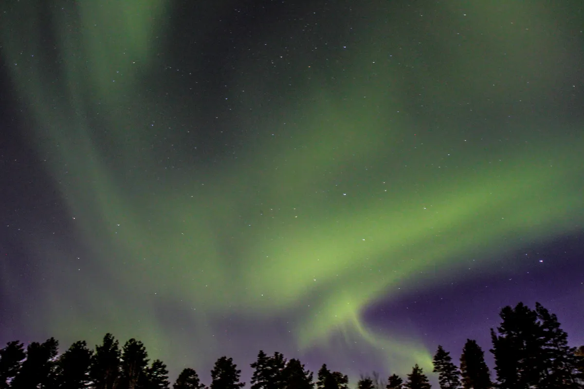Norrsken över en skog i Luleå, Sverige Vibrerande uppvisning av norrskenet (Aurora Borealis) på natthimlen över en silhuettskog i Luleå, Sverige. Norrskenets gröna och lila nyanser skapar ett fascinerande vågliknande mönster över stjärnhimlen, med svaga stjärnor synliga i bakgrunden. De mörka silhuetterna av höga tallar ger kontrast till den eteriska ljusshowen och skapar en fantastisk naturscen som fångar det här arktiska fenomenets skönhet.