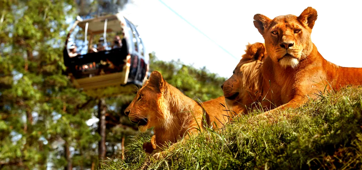 Lions Resting at Kolmården Wildlife Park with Cable Car Overhead A group of lions resting on a grassy hill at Kolmården Wildlife Park in Sweden, with a cable car passing by in the background. The lions, with their majestic and calm presence, are bathed in warm sunlight, highlighting their golden fur. The modern cable car, suspended above, gives visitors an aerial view of the wildlife, creating a unique and immersive safari experience. The lush greenery of the surrounding forest adds to the natural and serene atmosphere of the park.