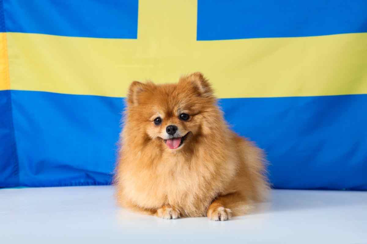 Swedish Dog Names