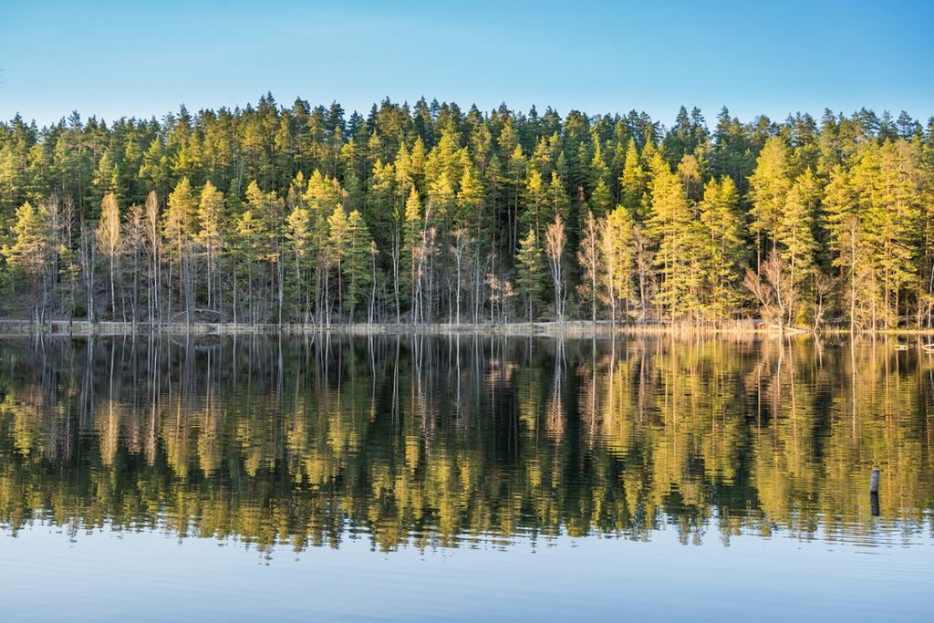 A forest with tall trees typical of the Northern Hemisphere reflected in the calm waters of what appears to be a lake on a clear and peaceful day.